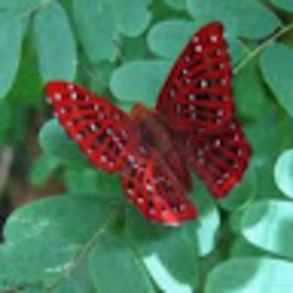 Meet your Posher, Evangeline